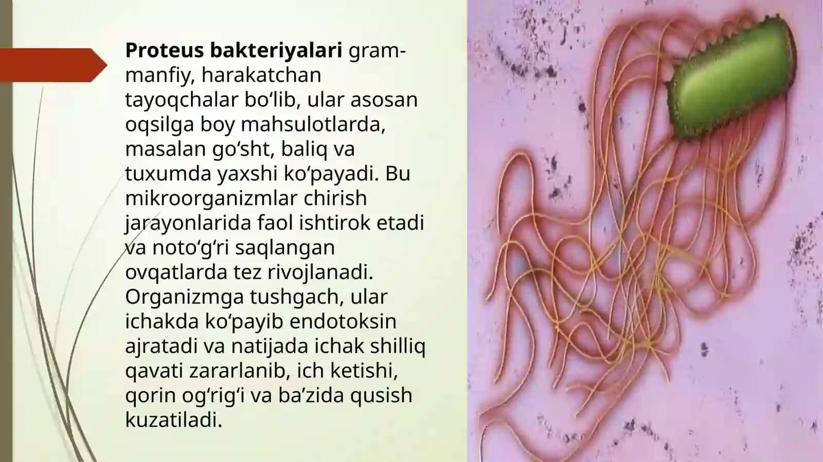 Ovqatdan zaharlanish kasalliklari 3