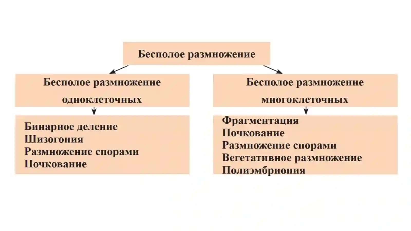 Виды размножения живых организмов 3