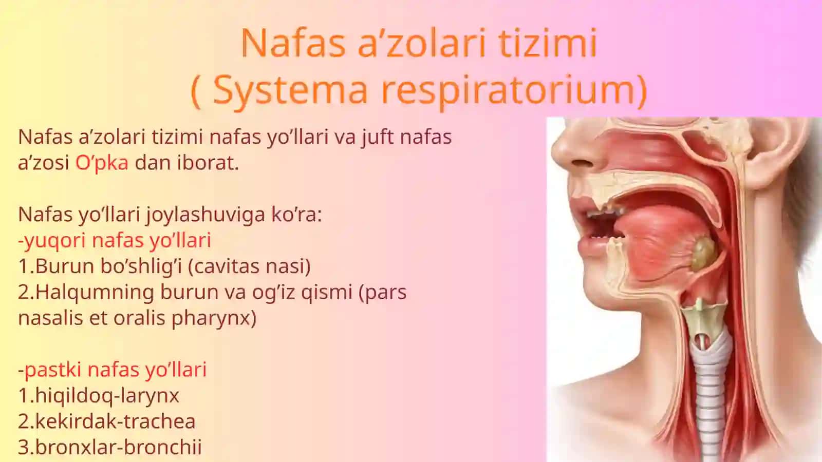 Nafas olish sistemasi va hiqildoq 3