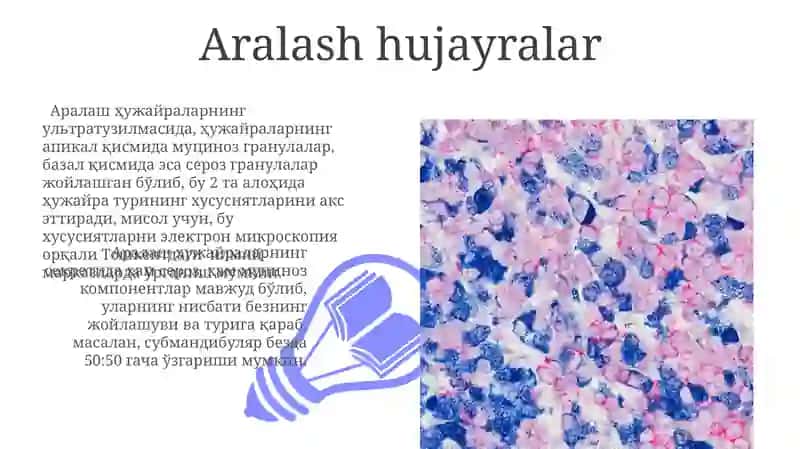 Tuprik bezlari Gistalogiyasi 3
