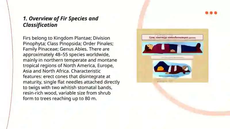Overview of Fir Species and Classification 3