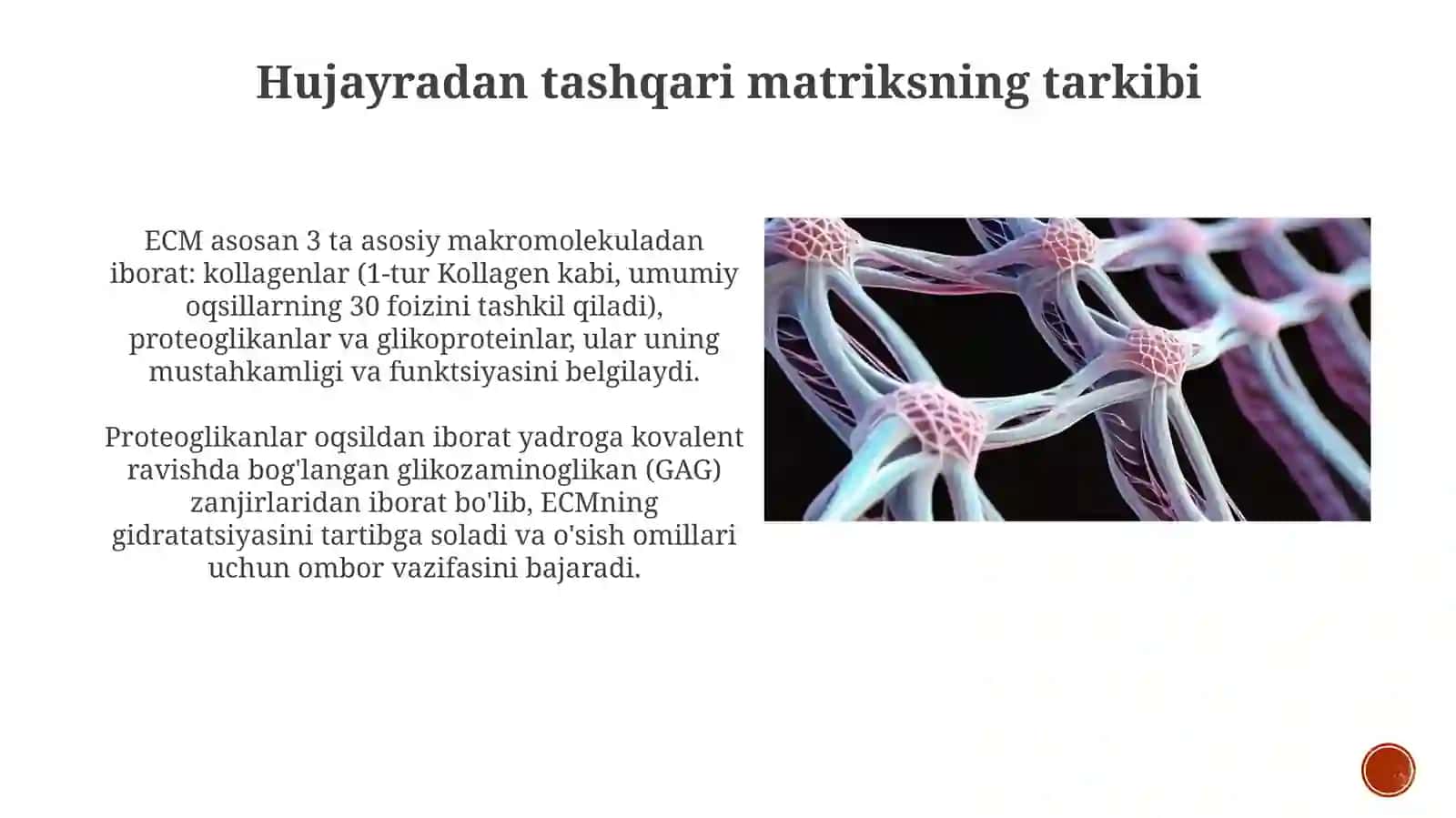 Hujayra va hujayradan tashqari matriks orasidagi munosabatlar 3