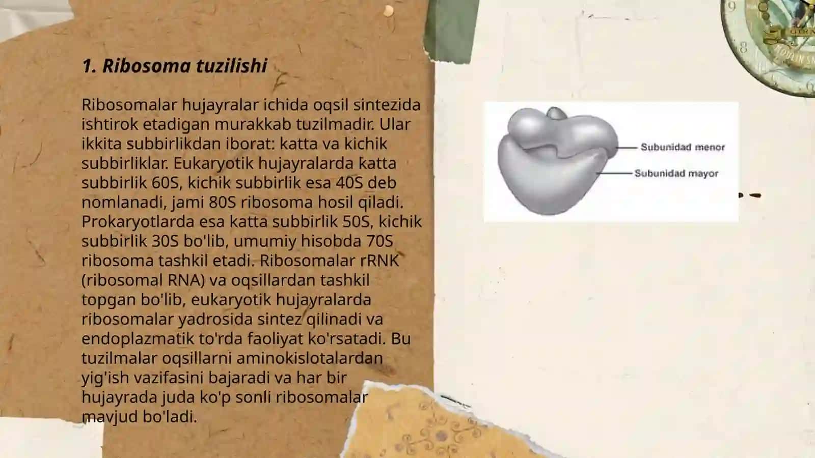 Ribasoma va sitoskelet 3