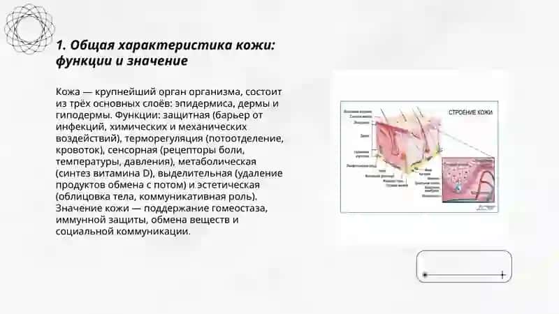 Строение и состав кожи 3