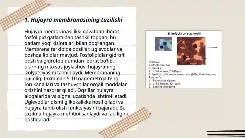 Hujayra membranasi va citoplazma 3
