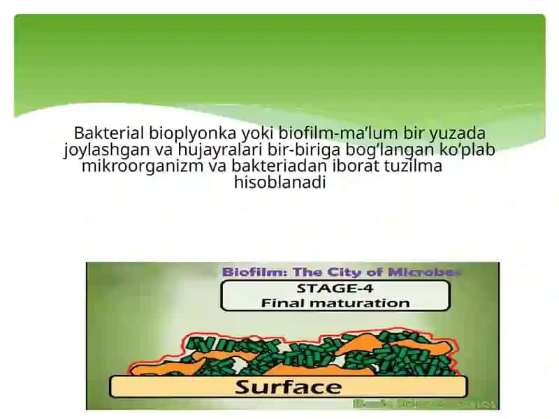 Bakteriyalarning bioplyonka hosil qilishi va uning ahamiyati 3