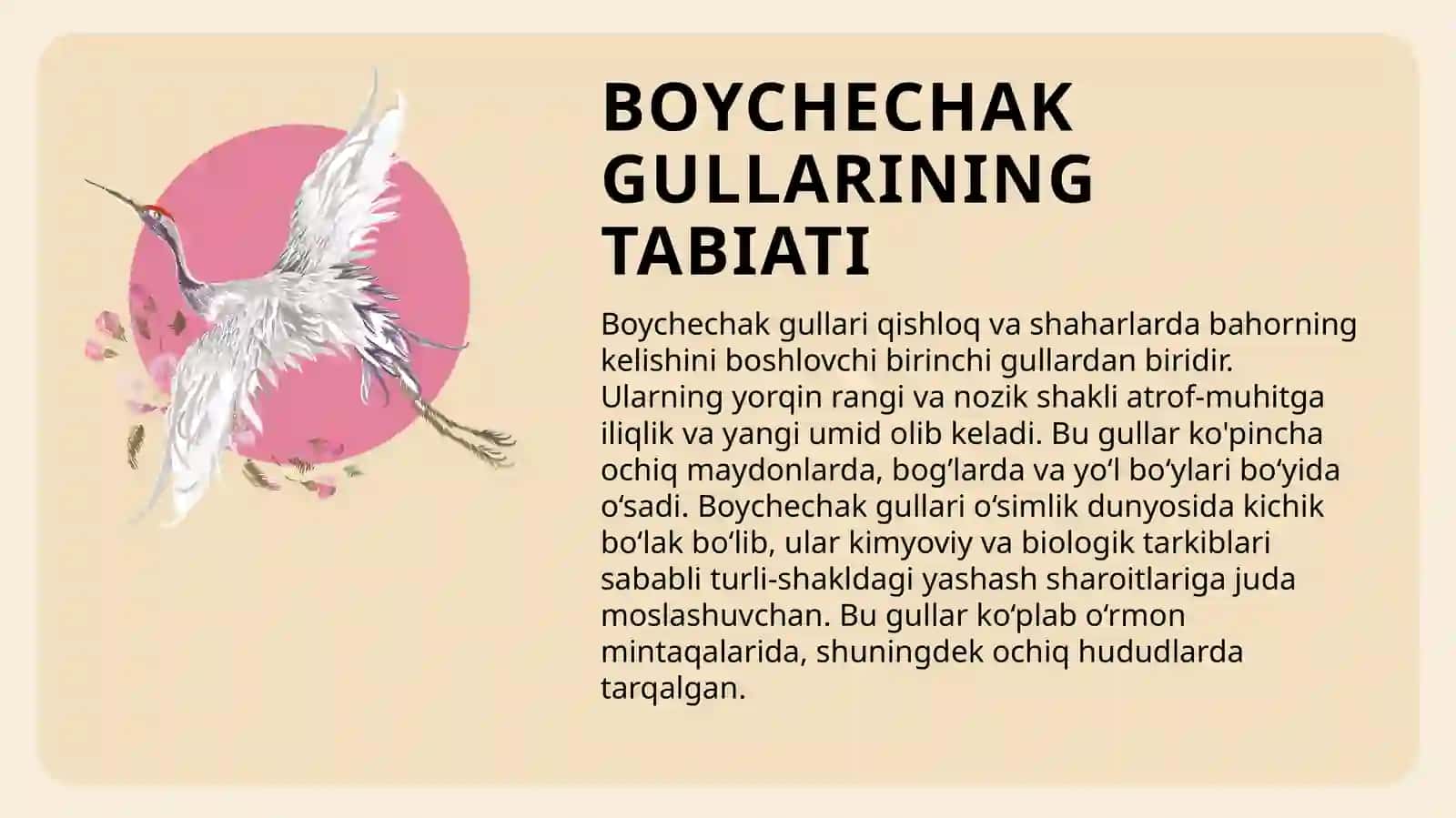 BOYCHECHAK GULLARI 3