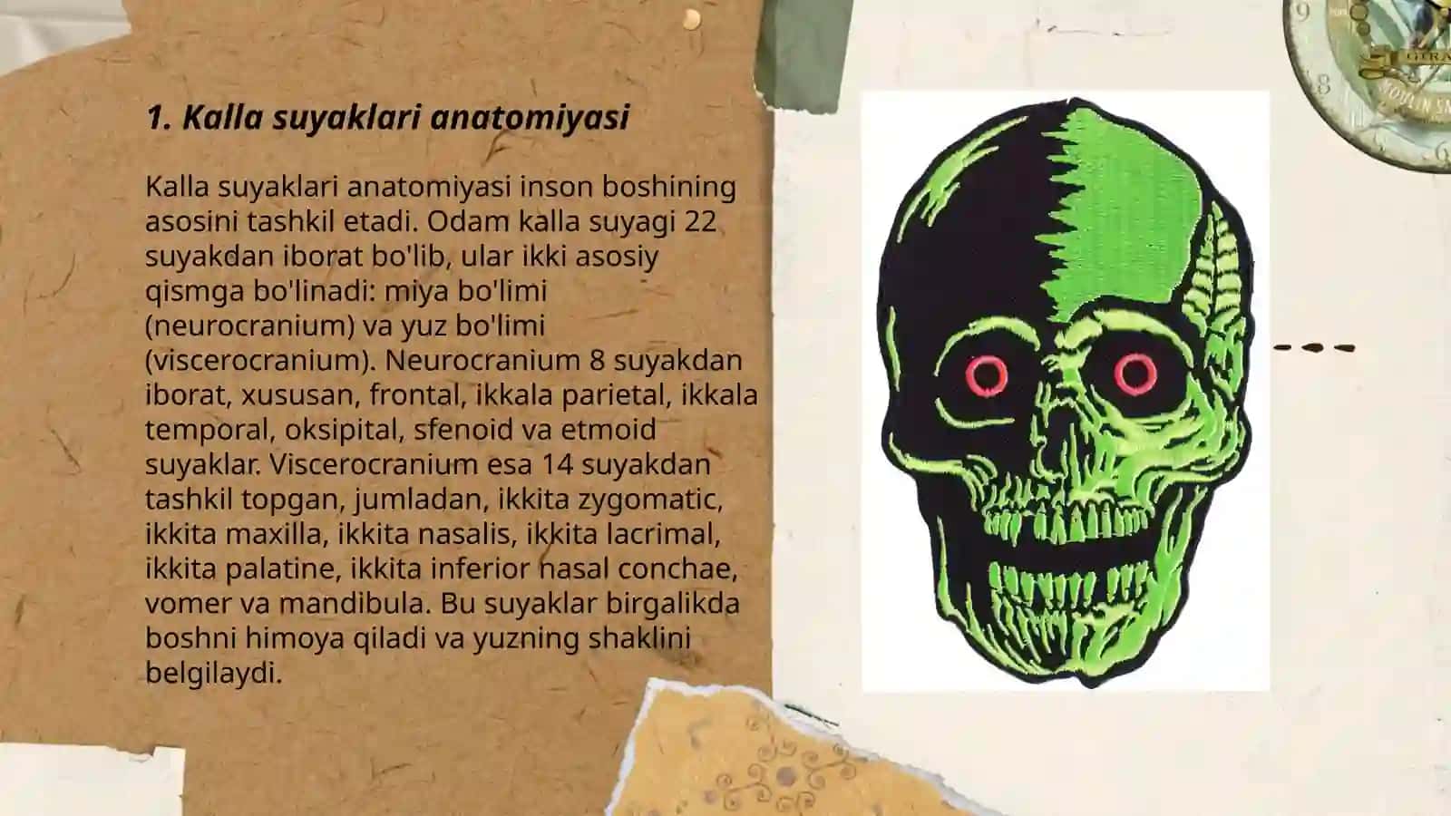 Kalla suyaklari anatomiyasi 3
