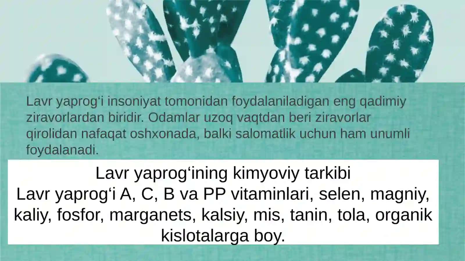 DAFNA 3