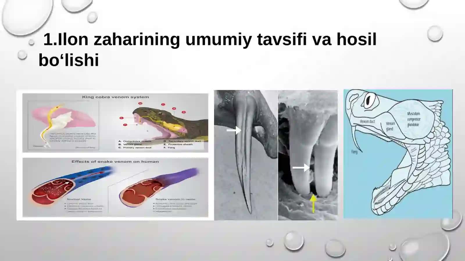 Ilon zaharining tarkibidagi biologik faol moddalar 3