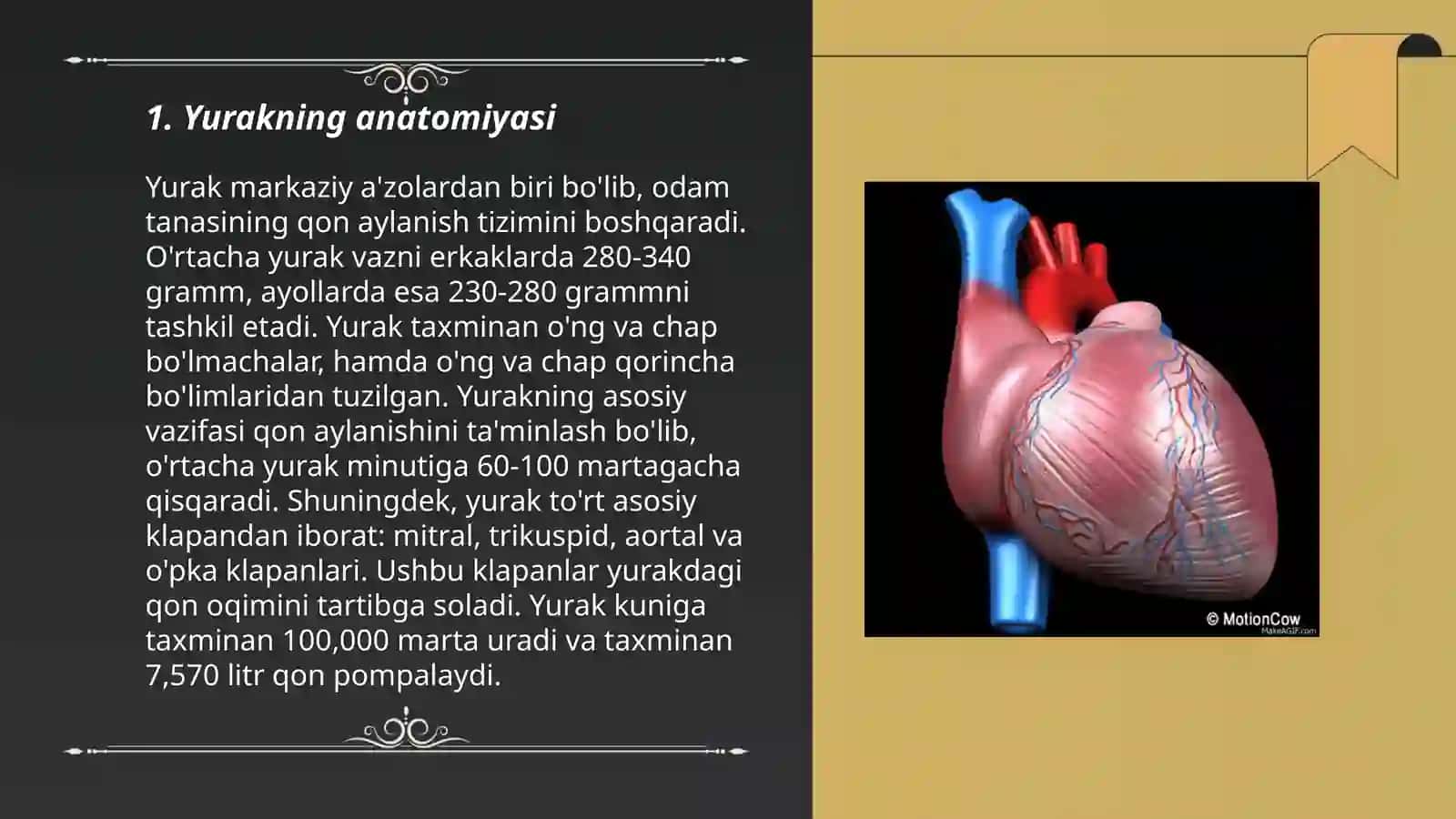 Yurak fizialogiyasi 3