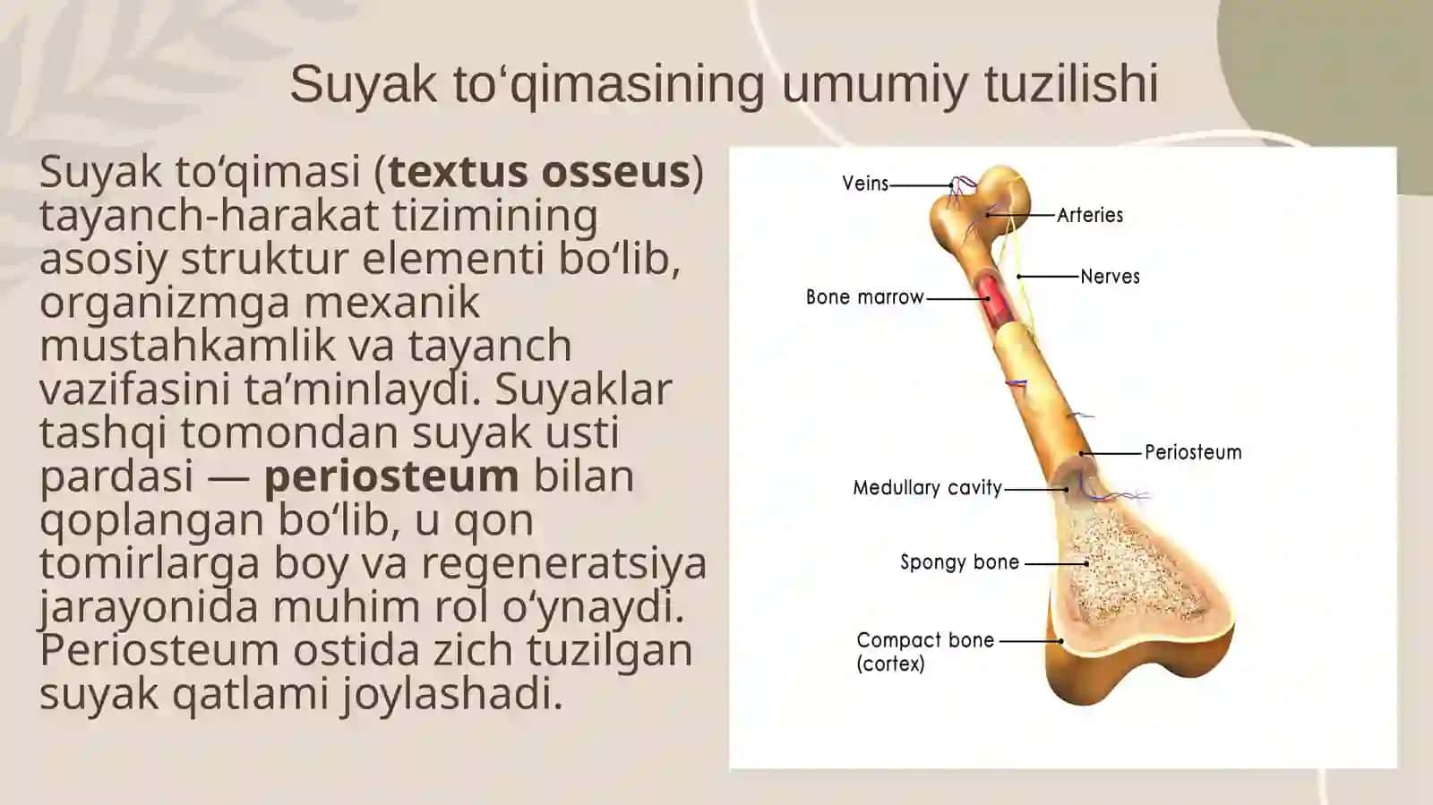 Suyak to‘qimasining tuzilishi va funksiyasi 3