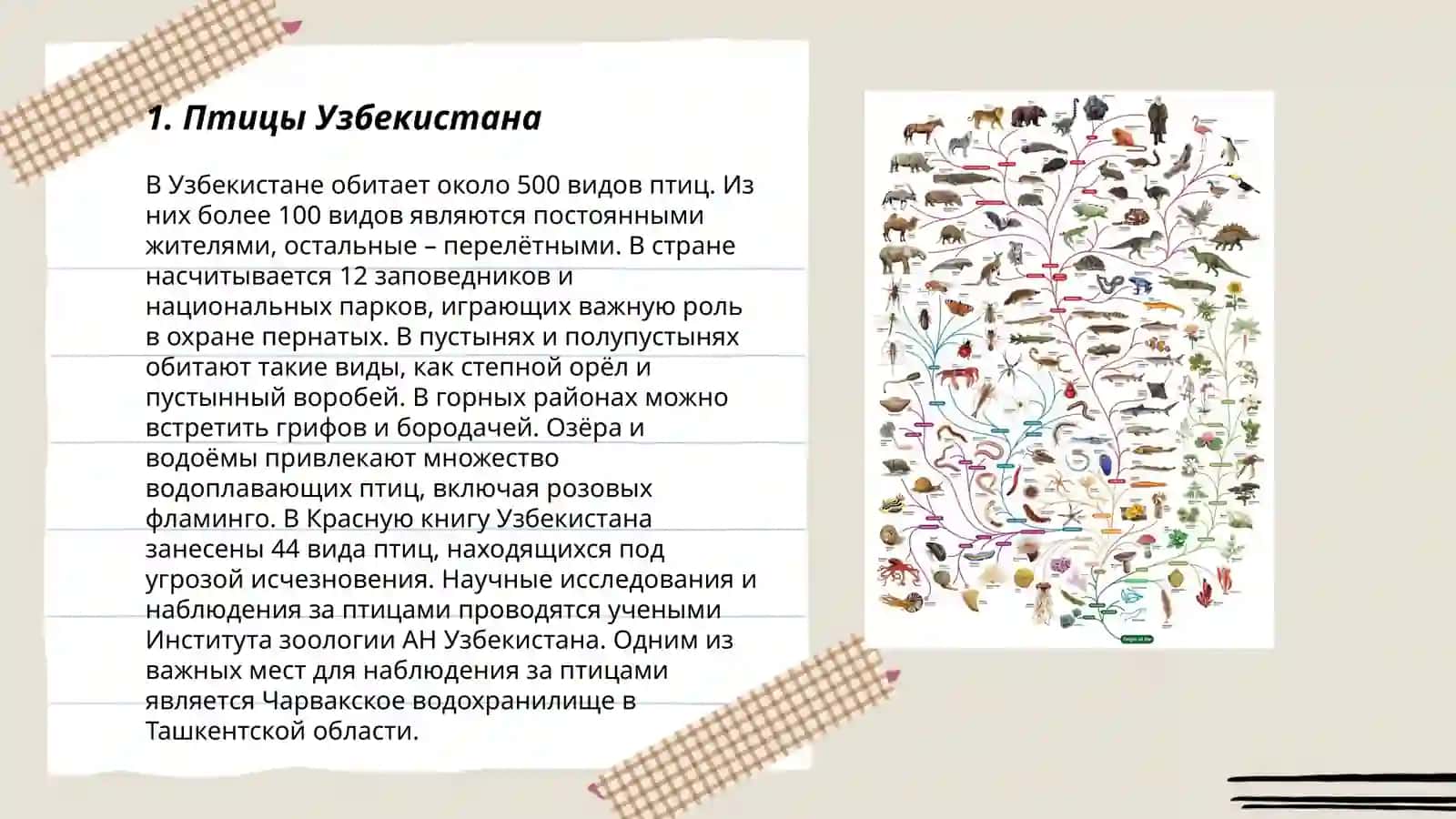 Птицы Узбекистана 3