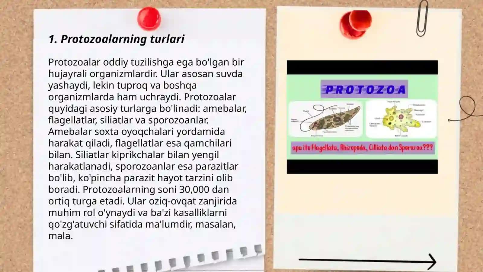 Sodda hayvonlar tipi protozoalar 3