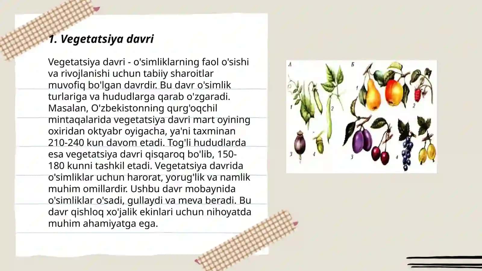 O'simliklarda davrlar va mavsumiy hodisalar 3