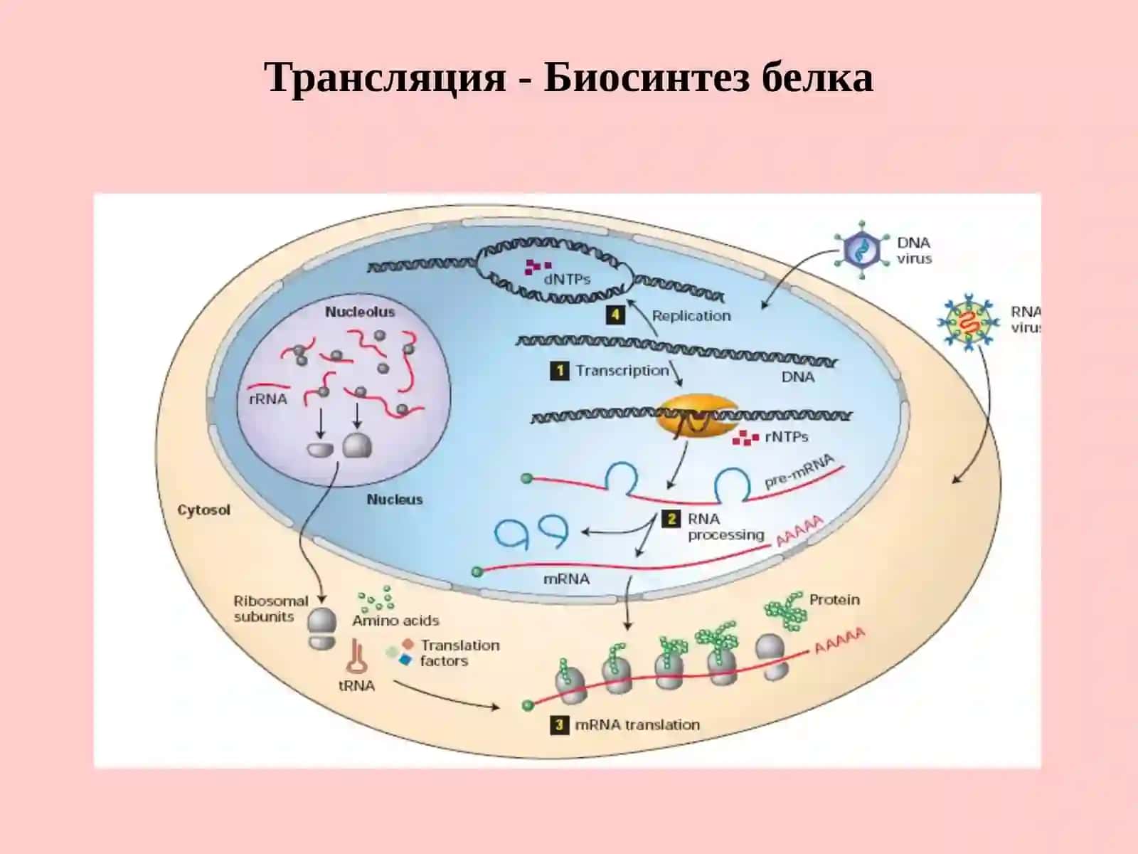 Молекулярная биология 3