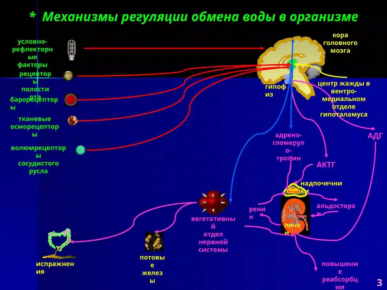 Патофизиология водно-солевого обмена 3