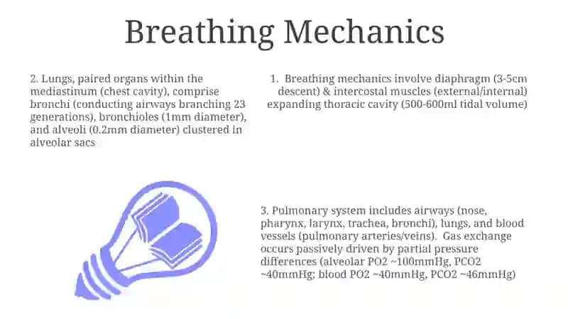 Lungs and a pulmonary system 3