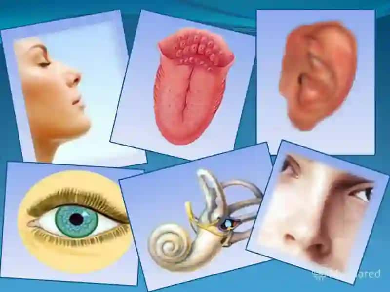 Sezgi a’zolari 3