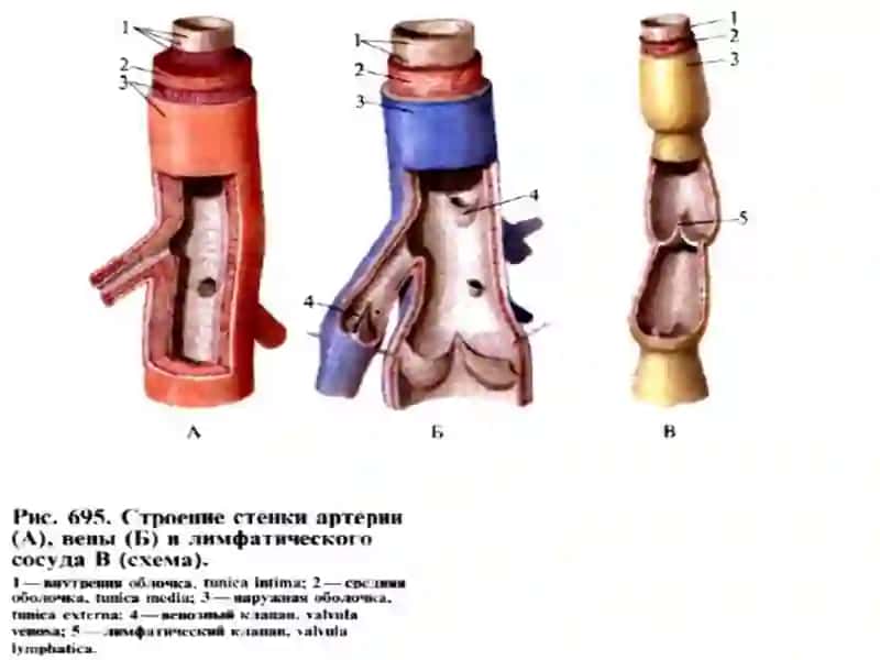 Физиология микроциркуляции 3