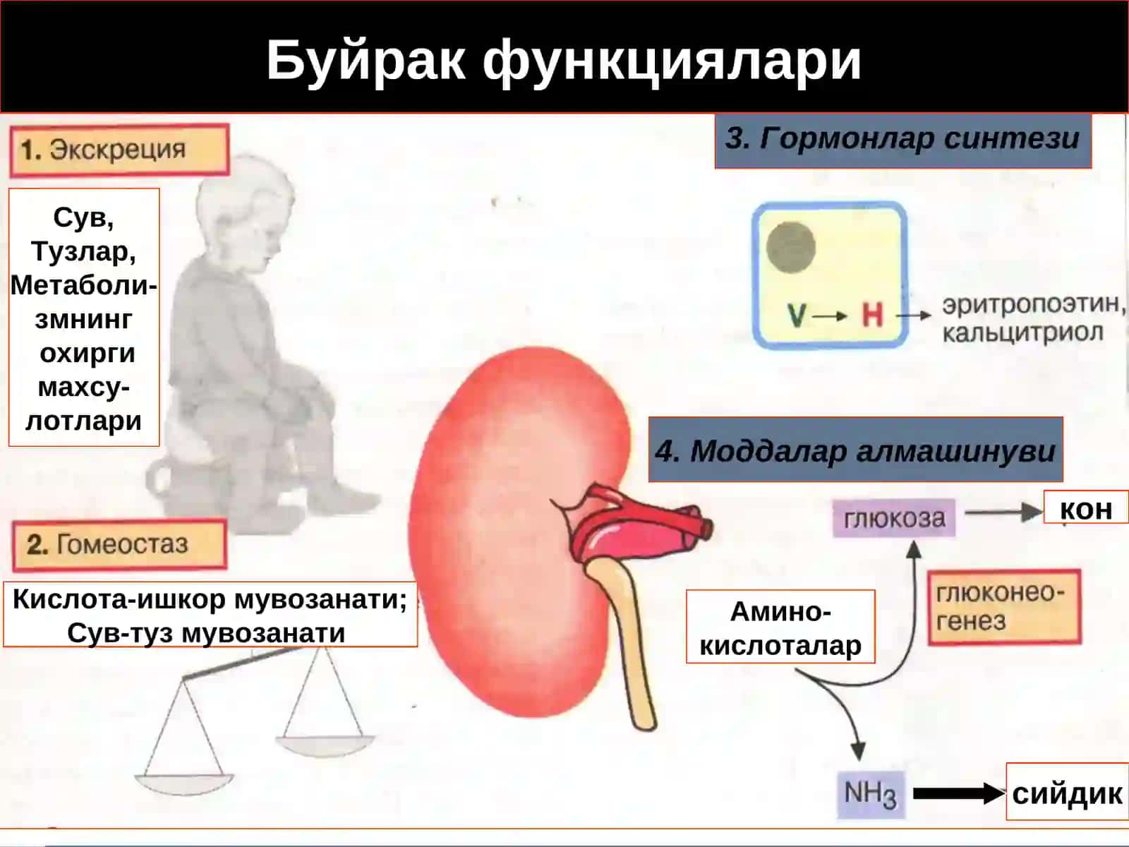 Буйрак патофизиологияси 3