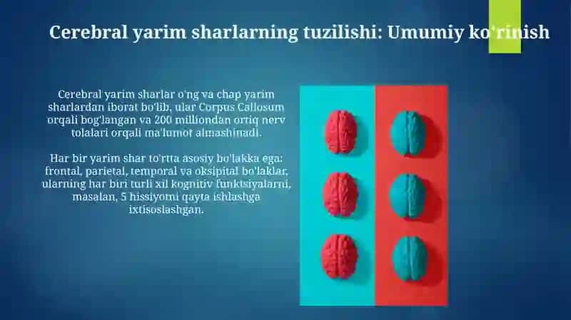 Cerebral yarim sharlar 3