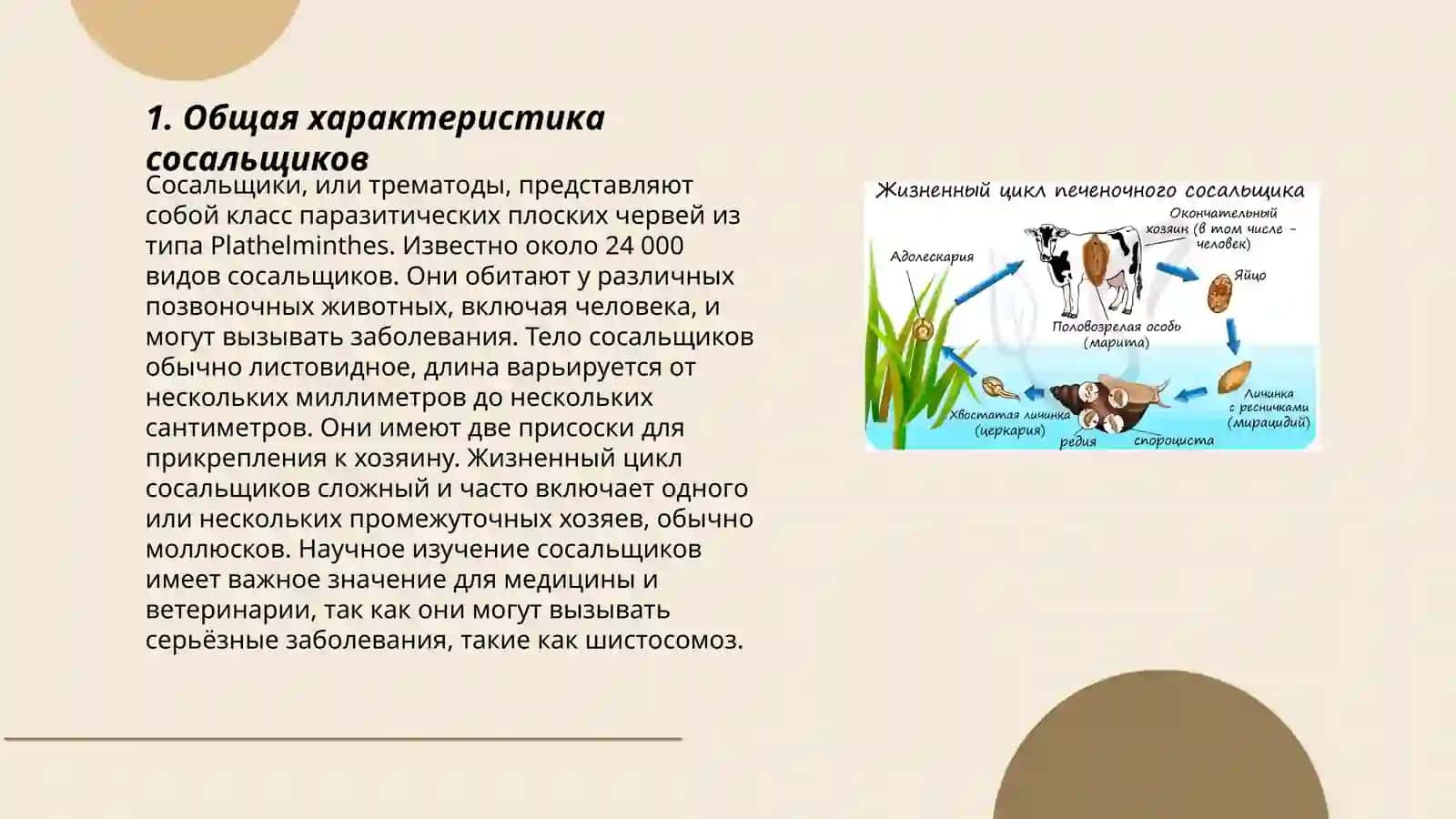 Сосальшики - паразиты человека 3