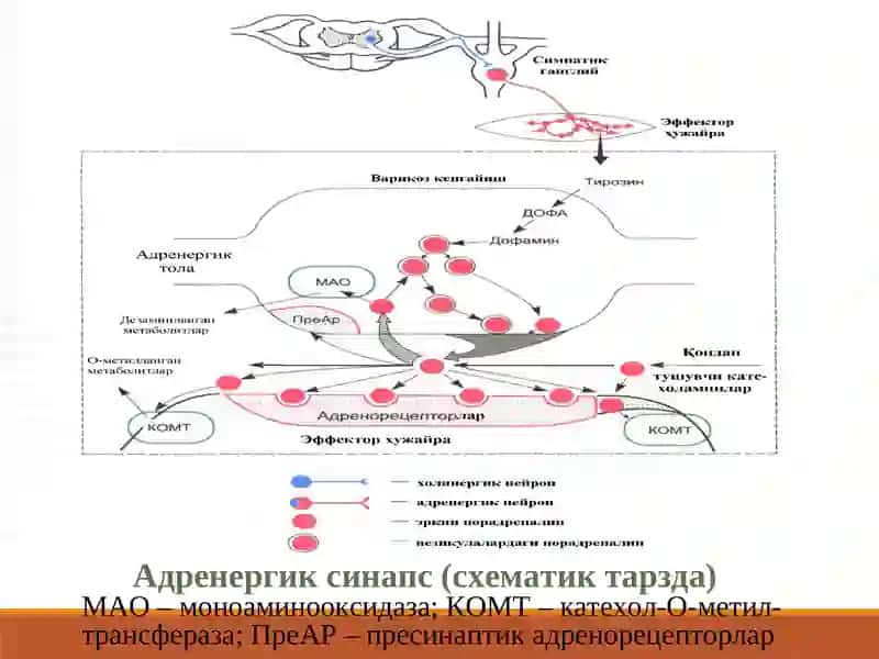 Адремнергик синапс (схематик тарзда) 3
