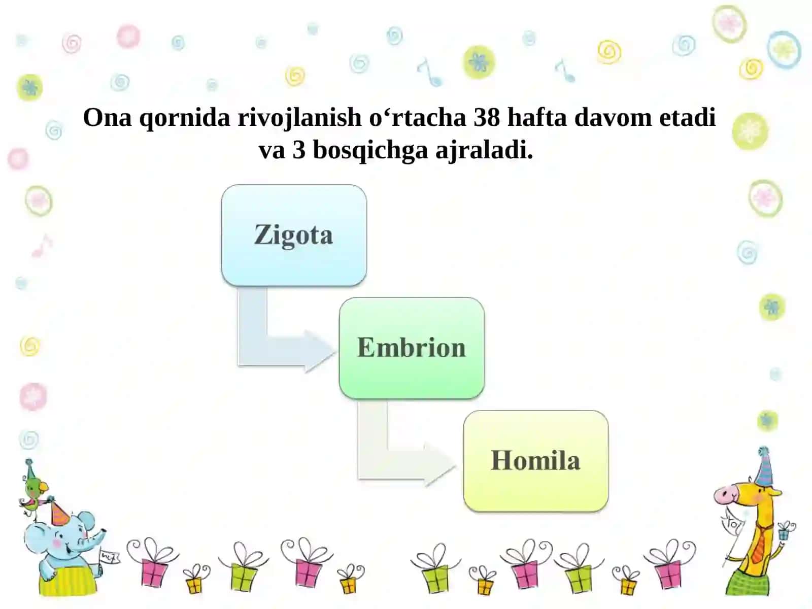 Zigota 3