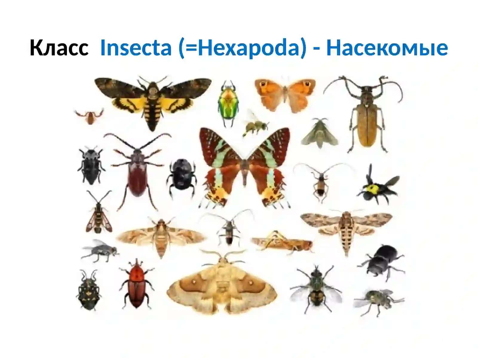 Класс насекомые (Insecta=Hexapoda) 3