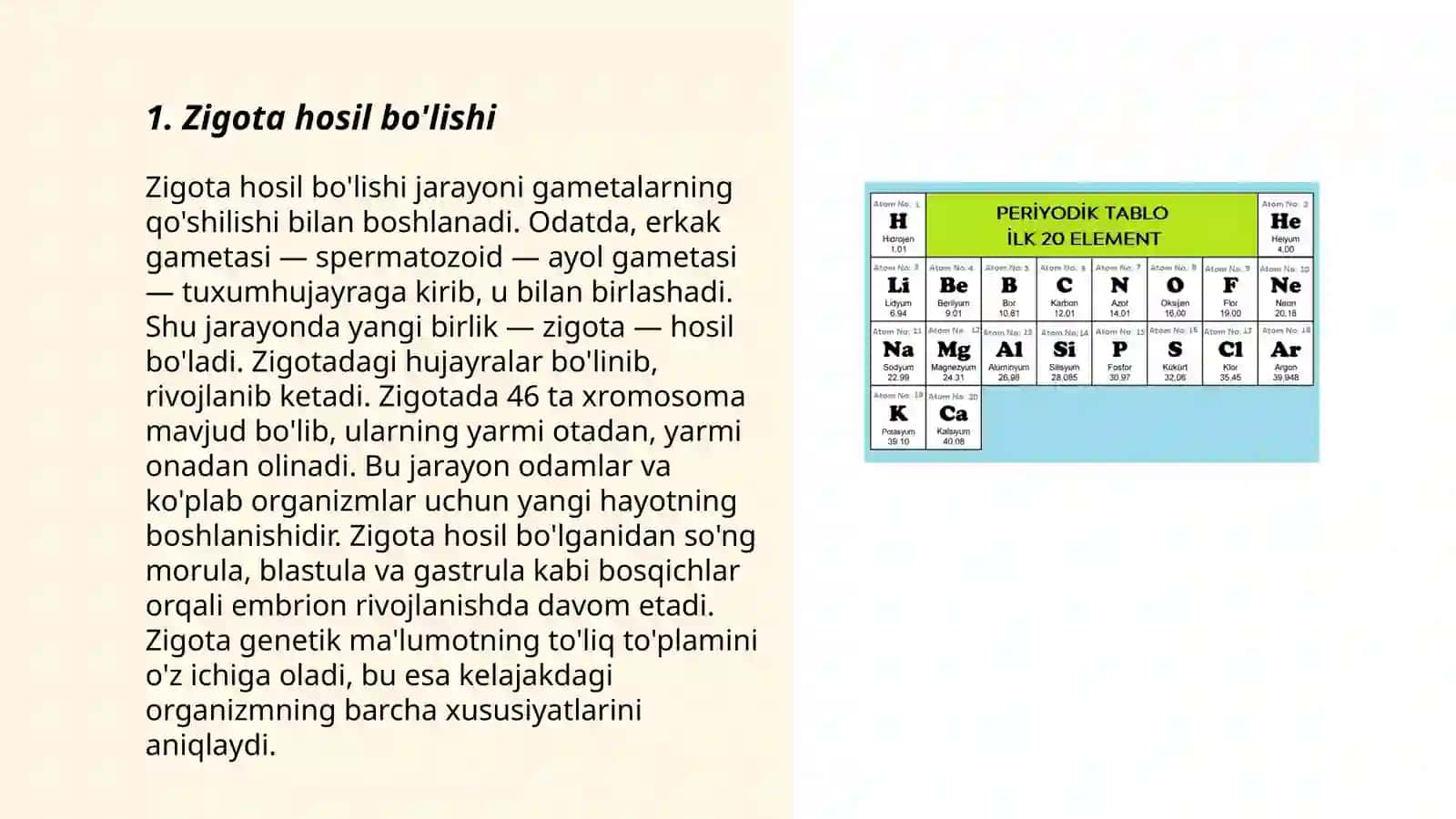 Ontogenezning ilk bosqichlari 3