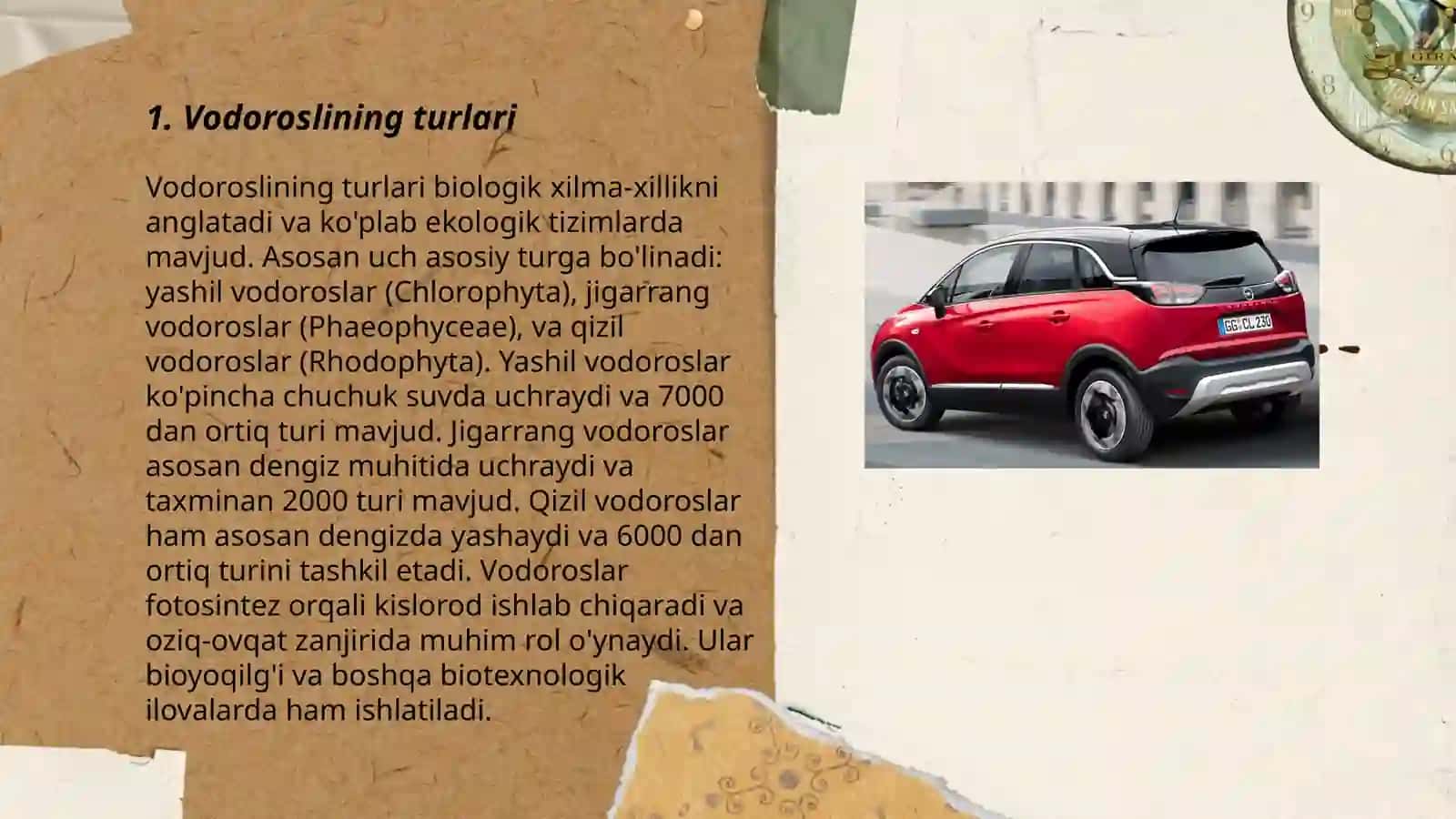 Vodoroslilar suv oʻtlar 3