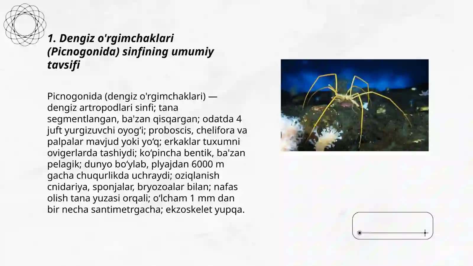 Dengiz o'rgimchaklari (picnogonida) sinifi 3