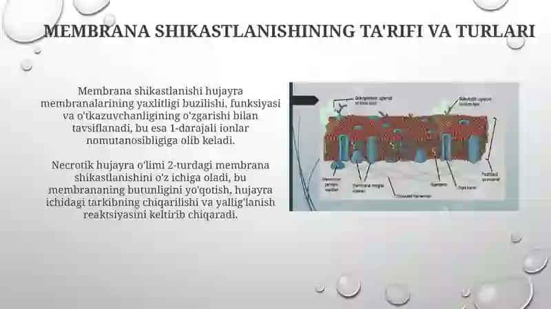 Membrana shikastlanishi 3