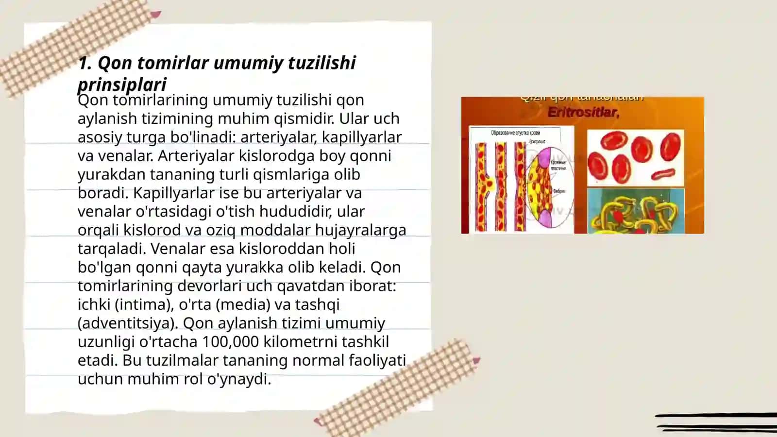 Qon tomirlar umumiy tuzilishi 3