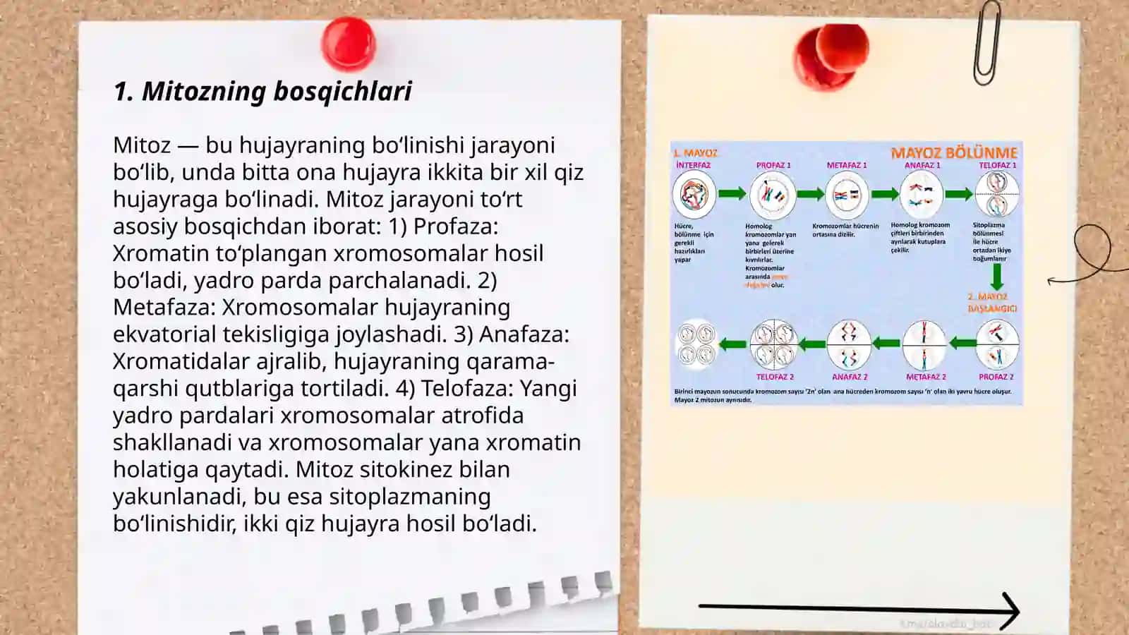 Mitoz fazalari 3