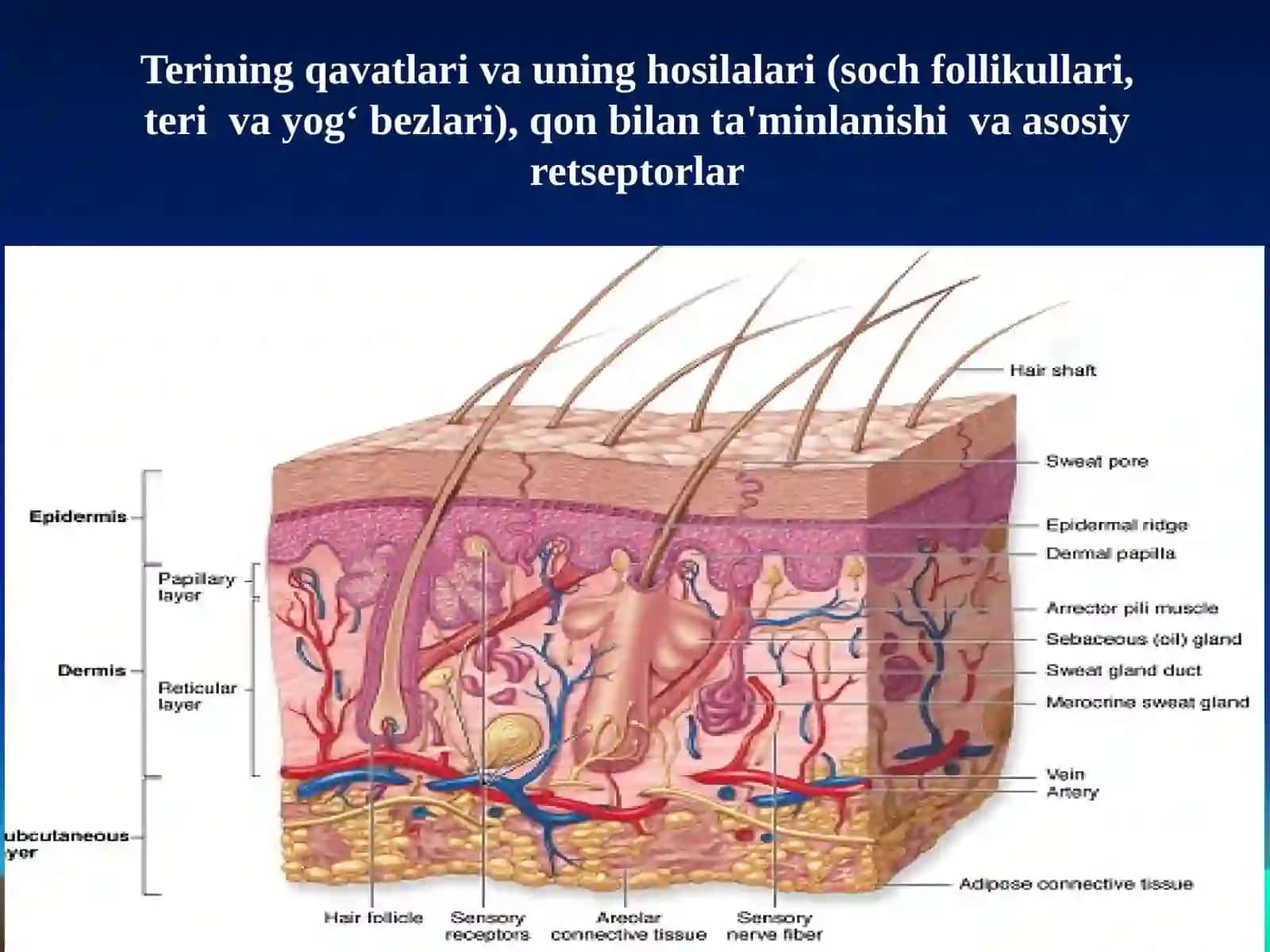 Gistologiya kafedrasi 3