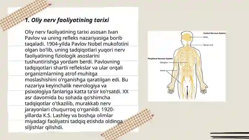 Oliy nerv faoliyati tiplari 3