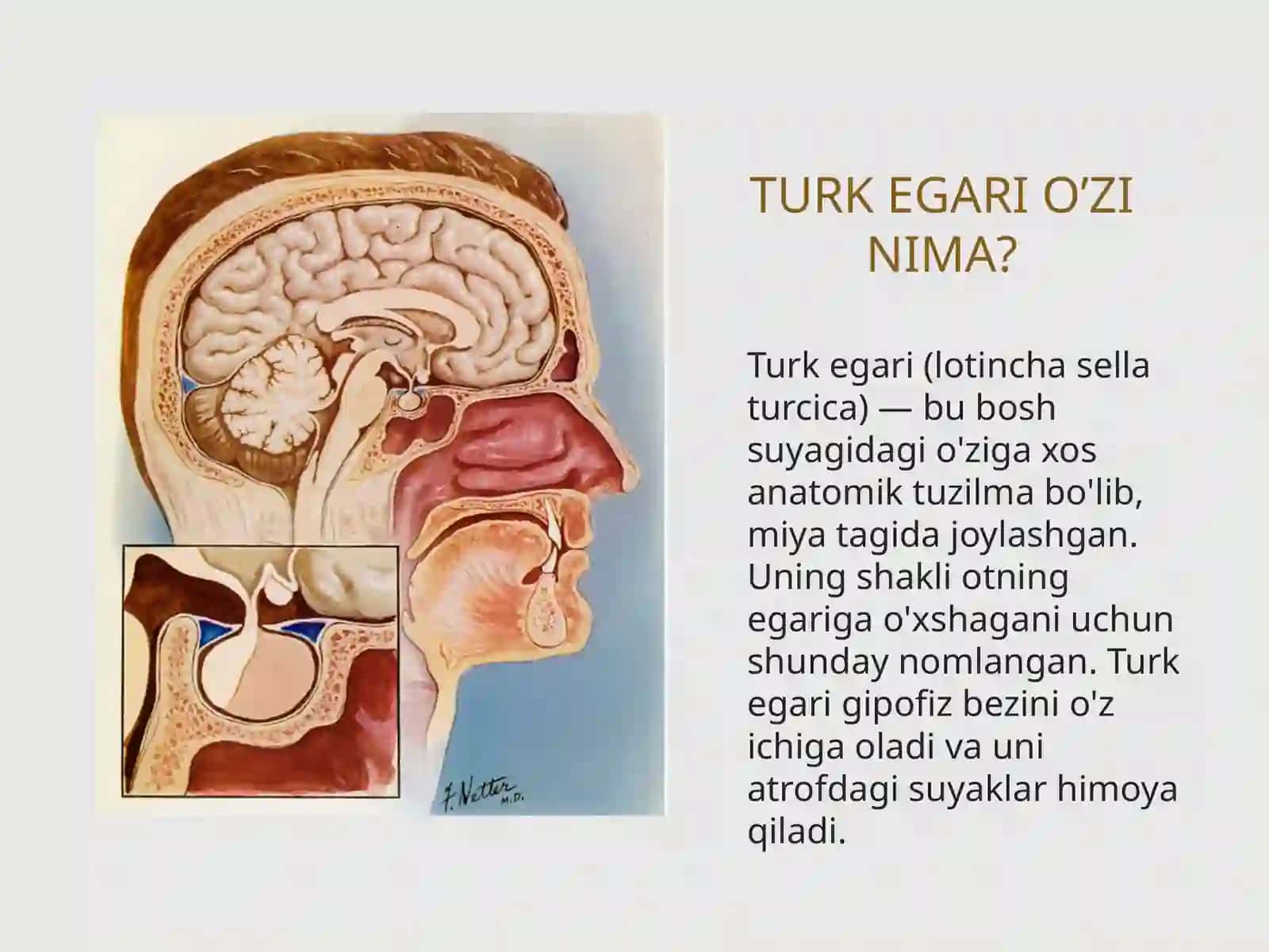 Bo‘sh turk egari sindromi 3