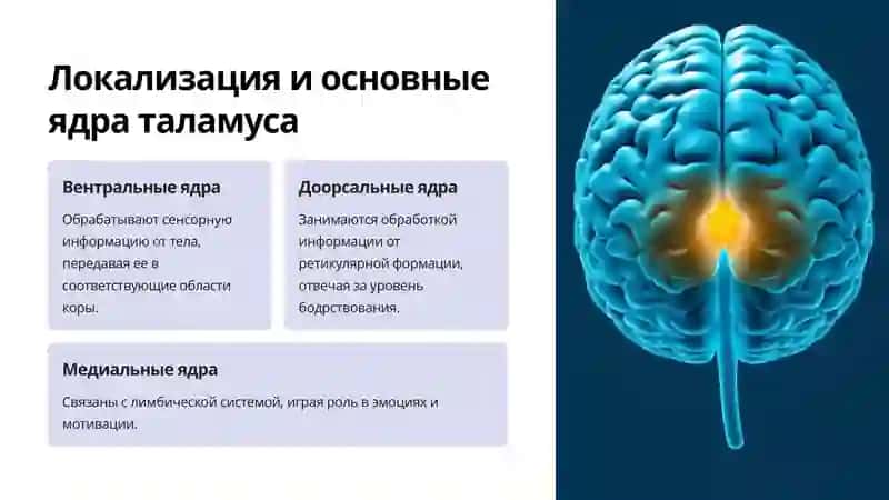 Анатомия Промежуточного Мозга 3