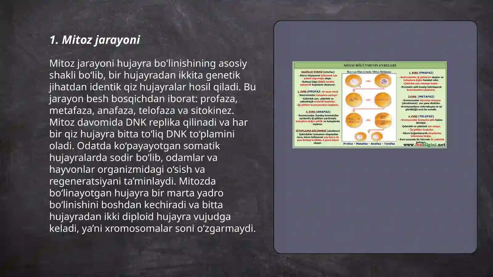 Mitoz Mitoz fazalari 3