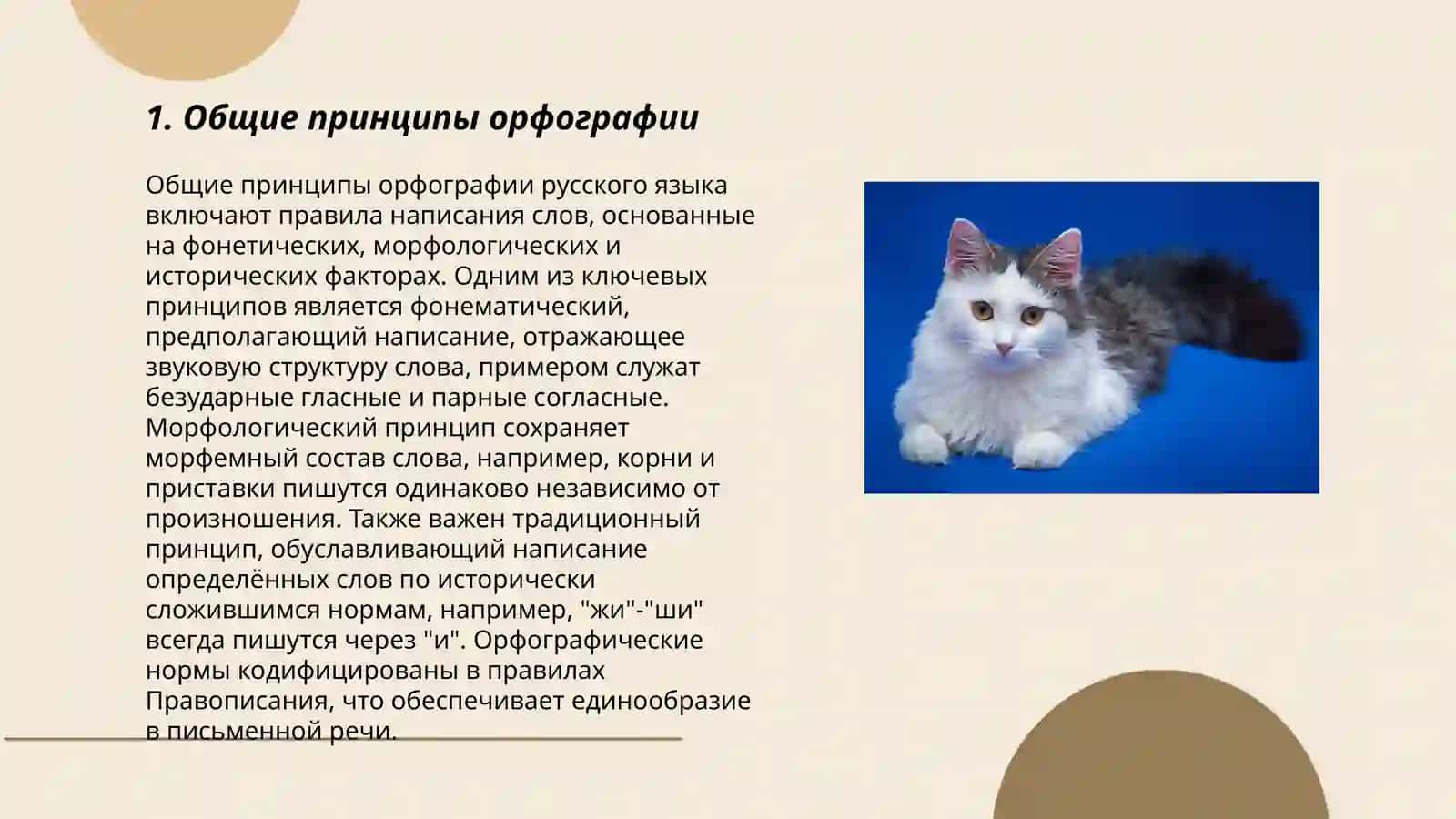 Орфография 3