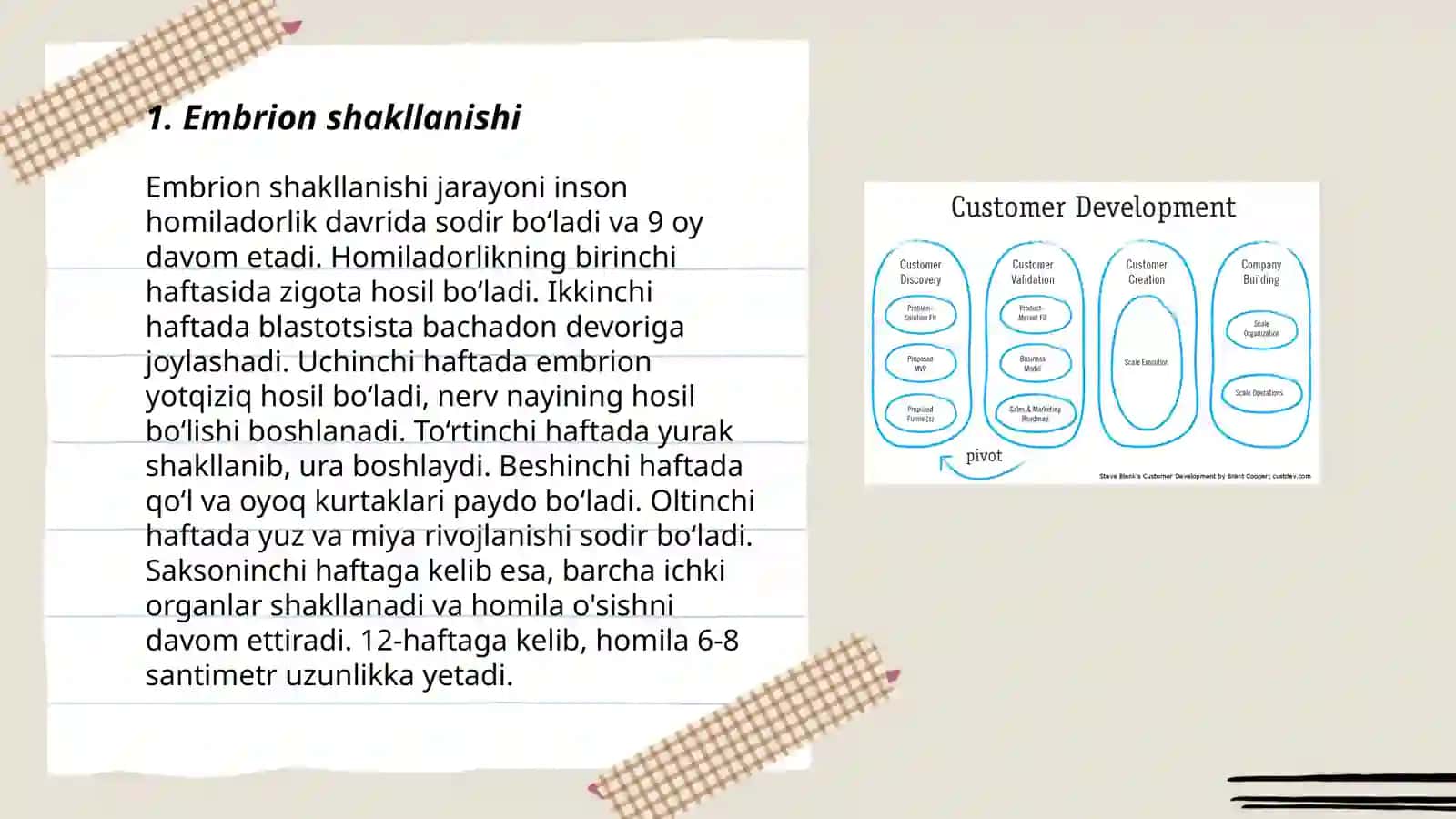 Embrion rivojlanish davri 3