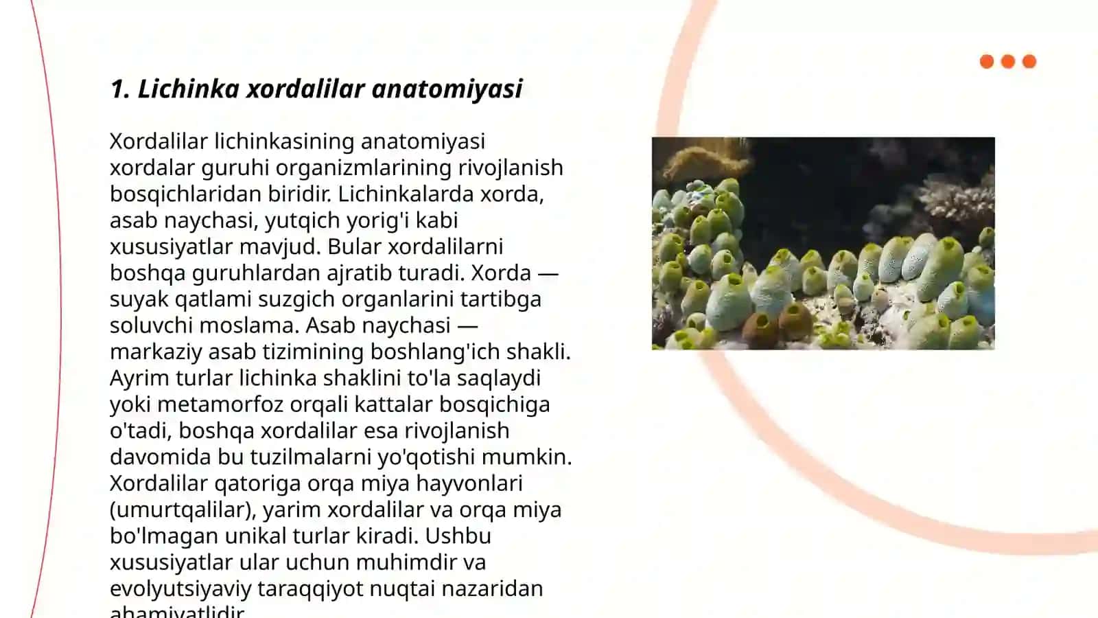 Lichinka xordalilar anatomiyasi 3
