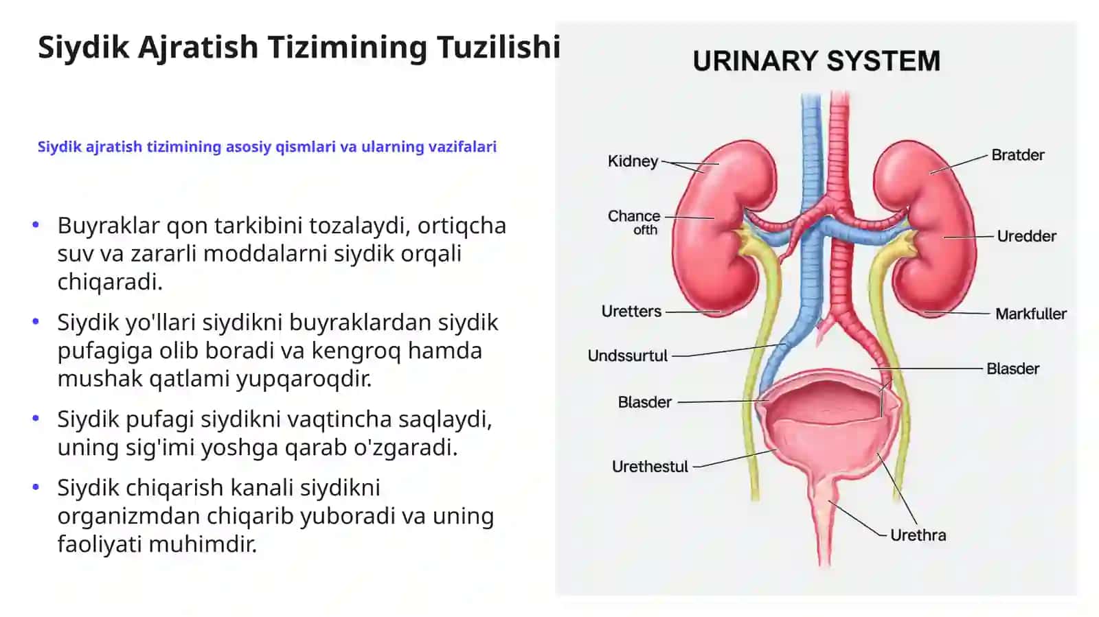 Bolalar Siydik Ajratish Tizimi Nuqsonlari 3