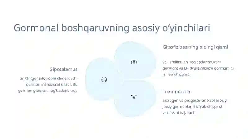 Jinsiy siklning gormonal boshqaruvi mexanizmi 3
