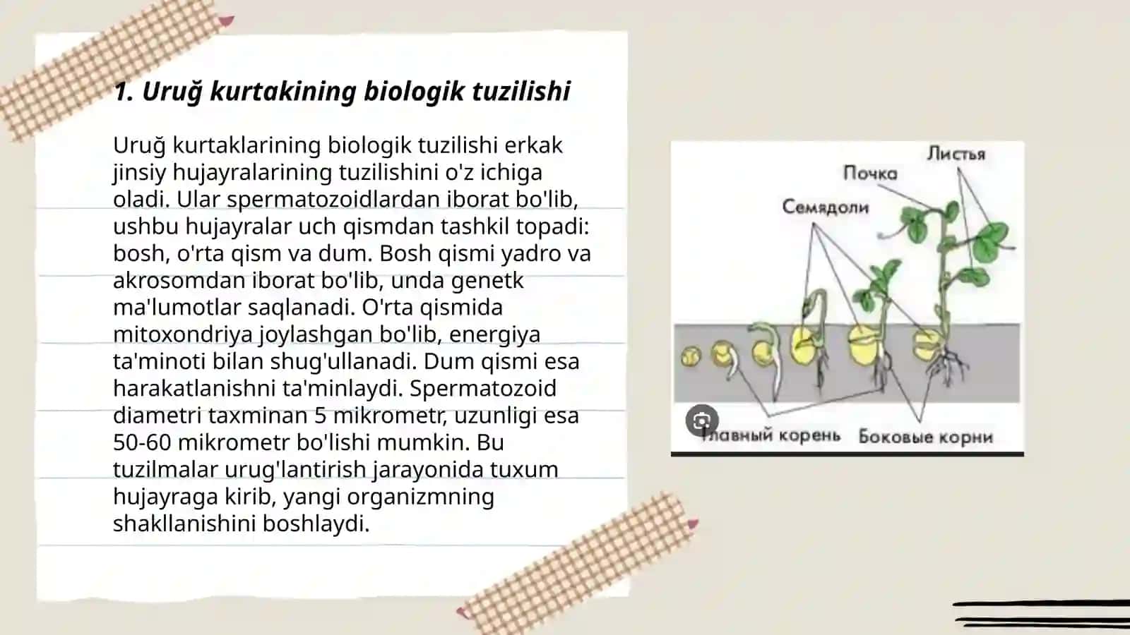 Uruğ kurtakning rivojlanishi 3
