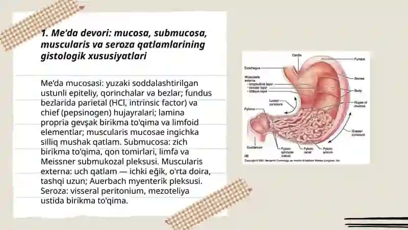 Ovqat hazm qilish sistemasi 3