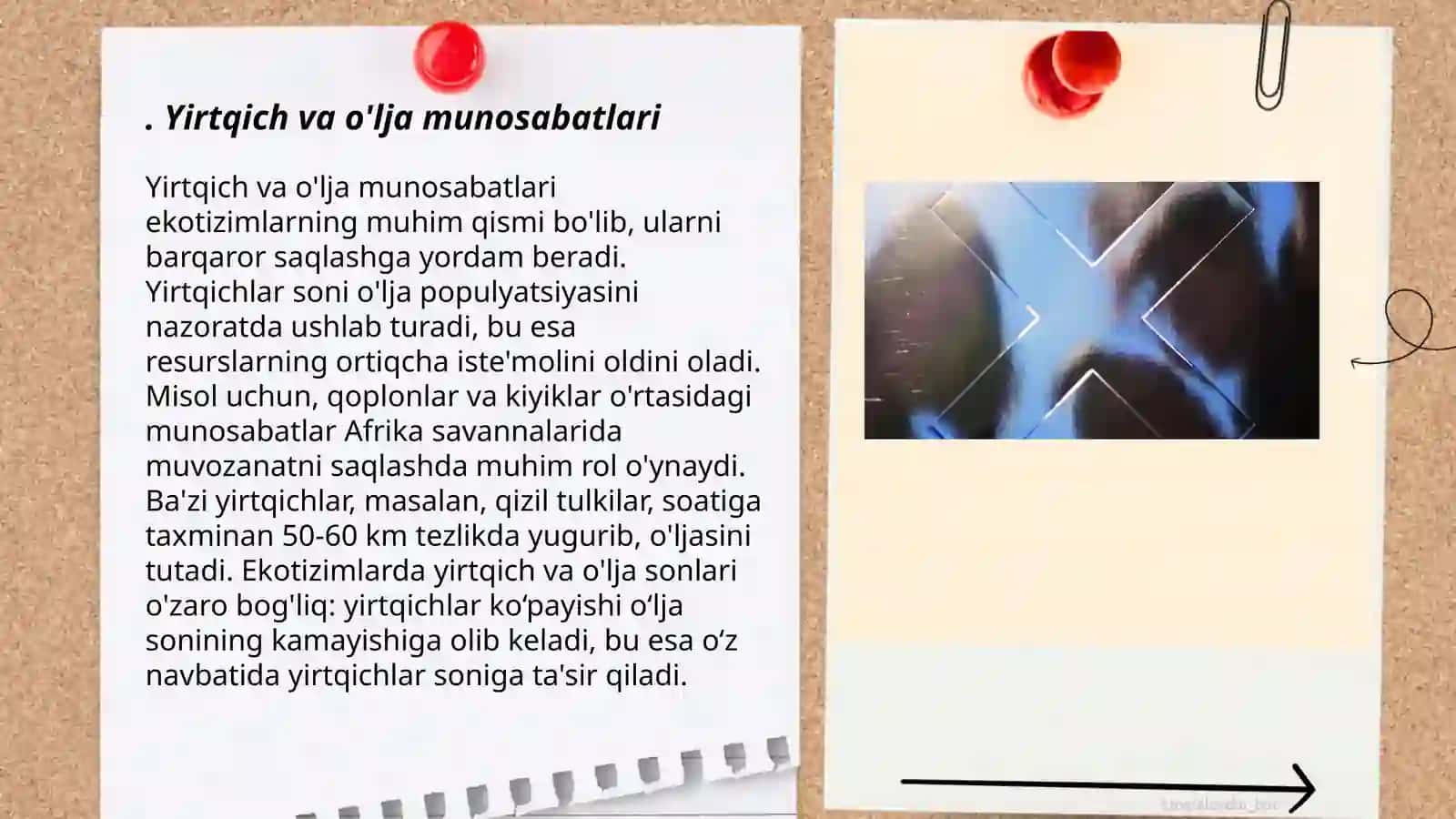 Yirtqich va o'lja munosabatlari 3