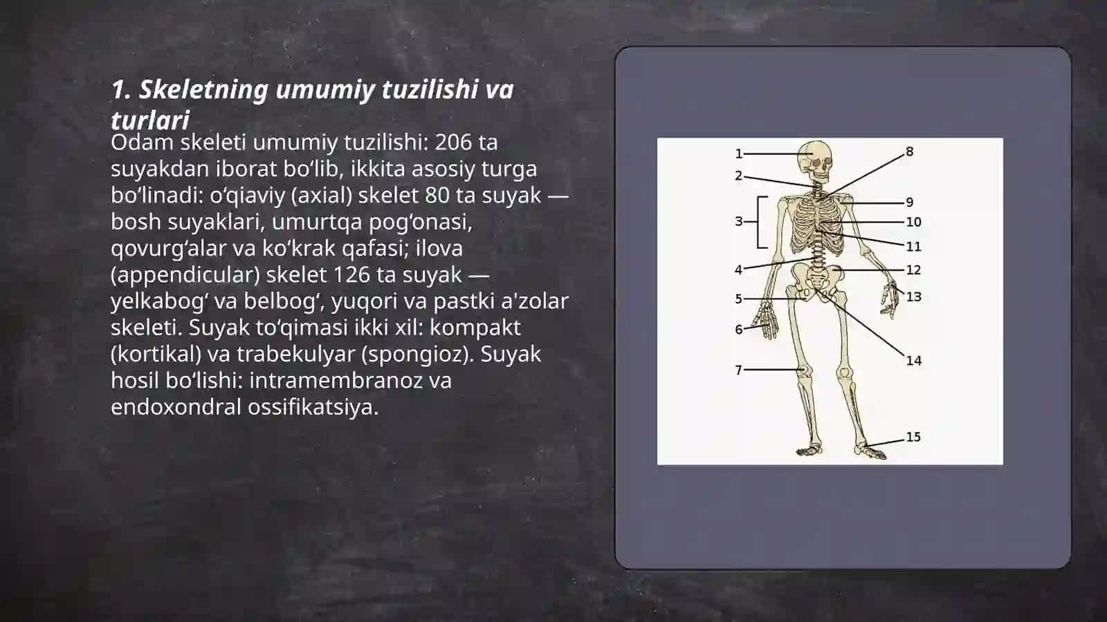 Odam skeleti va uning funksiyalari 3